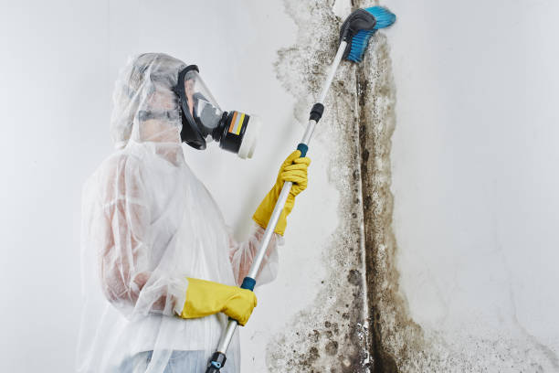 Professional Mold Removal in Volga, SD