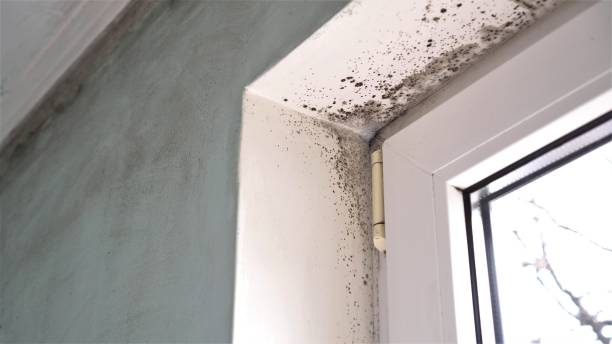 Best Mold Removal Process  in Volga, SD