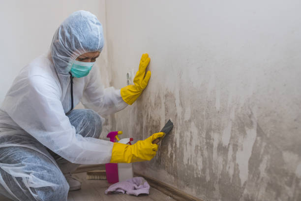 Best Mold Remediation Services  in Volga, SD