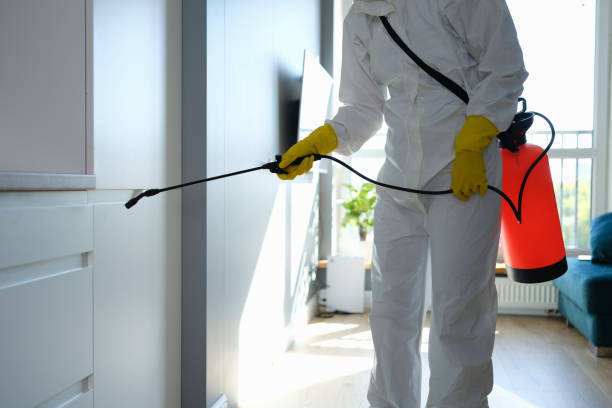 Best Black Mold Removal  in Volga, SD
