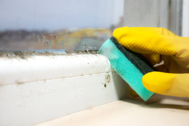 Attic Mold Removal in Volga, SD