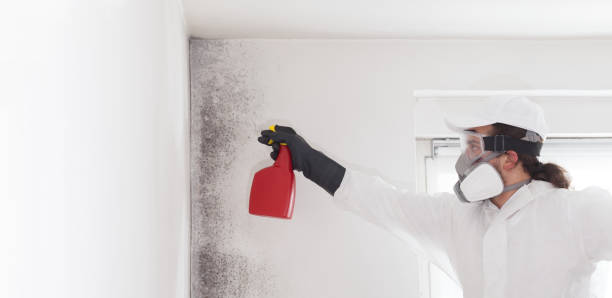 Best Commercial Mold Removal  in Volga, SD