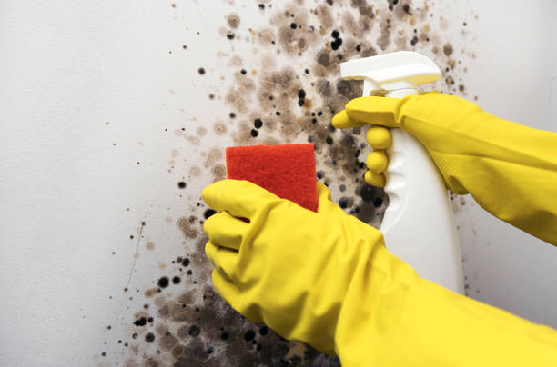 Best Mold Remediation  in Volga, SD