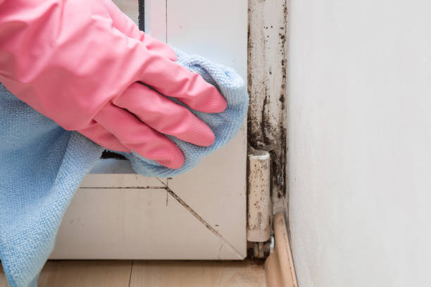 Best Affordable Mold Removal  in Volga, SD