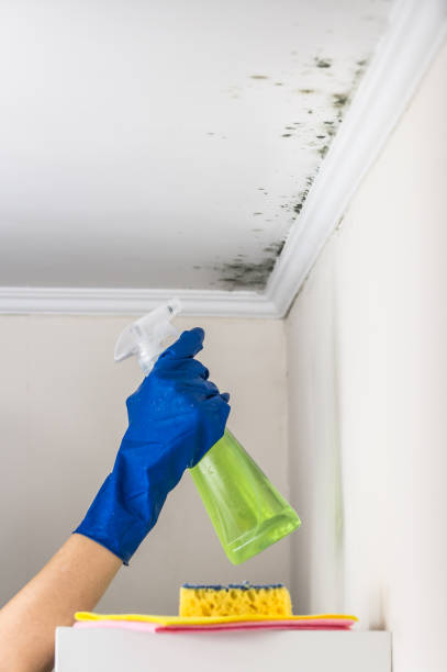 Best Mold Removal and Inspection  in Volga, SD